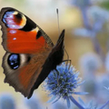 Selling: BUTTERFLY - TRANSFORMATION