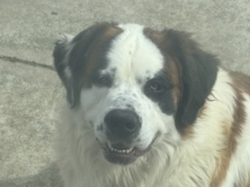   : Buddy