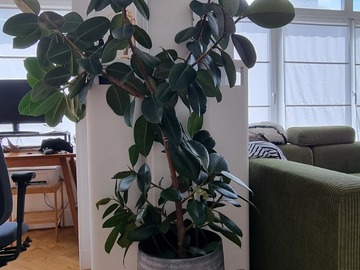Vente: Indoor plants 