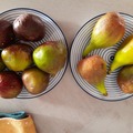 Vente: 21 varietes differentes de figuier (boutures)