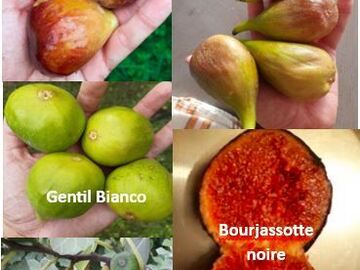 Vente: Lot a récolte étalée : 5 varietes de figuiers (boutures)