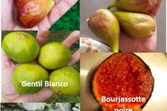Vente: Lot a récolte étalée : 5 varietes de figuiers (boutures)