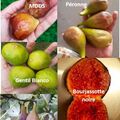 Vente: Lot a récolte étalée : 5 varietes de figuiers (boutures)