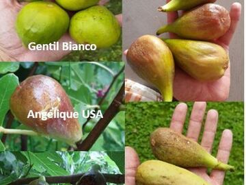 Vente: Lot climat froid : 5 varietes de figuiers (boutures)