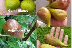 Vente: Lot climat froid : 5 varietes de figuiers (boutures)