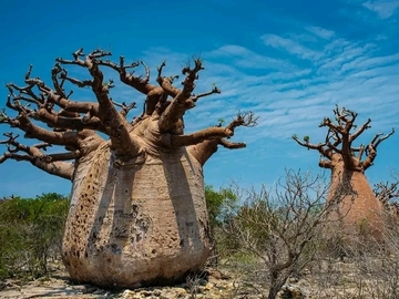 Multi-day Packages: 21-Day Southwest Madagascar Exploration