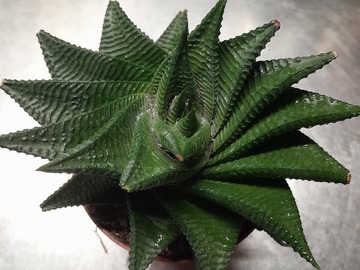 Vente: Très joli Haworthiopsis limifolia