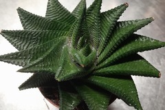 Sales: Très joli Haworthiopsis limifolia