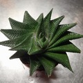 Sales: Très joli Haworthiopsis limifolia
