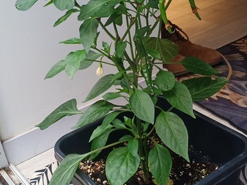 Vente: vends plant de piment de cayenne 
