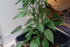 Vente: vends plant de piment de cayenne 
