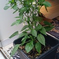 Vente: vends plant de piment de cayenne 