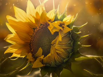 Wellness Session Single: A New Review with Lori - Glori Refined