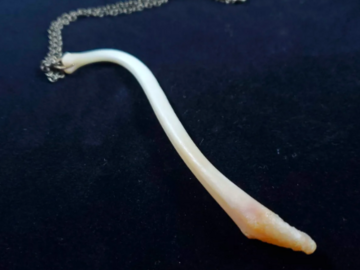 Bulk Lots: Raccoon Baculum - Real Bone Jewelry | Nola Artist Online
