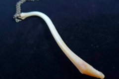 Bulk Lots: Raccoon Baculum - Real Bone Jewelry | Nola Artist Online