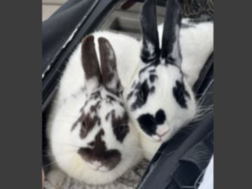   : Misty Moo and Bun Bun