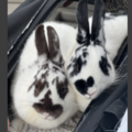   : Misty Moo and Bun Bun