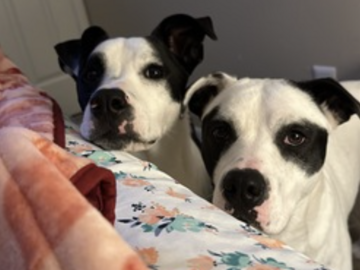   : Rayden and Sasha
