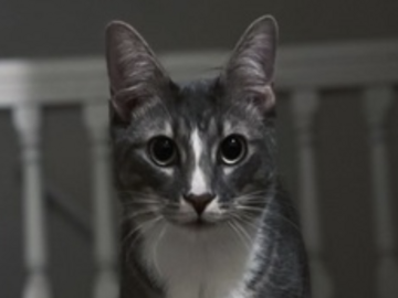   : Winston