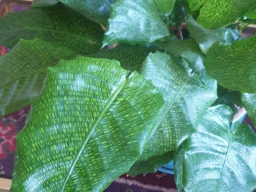 Vente: Calathea mosaïca 
