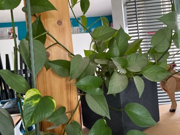 Sales: Pothos