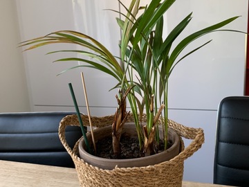 Vente: Vends plante verte