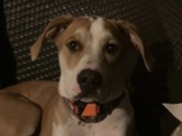   : Spot