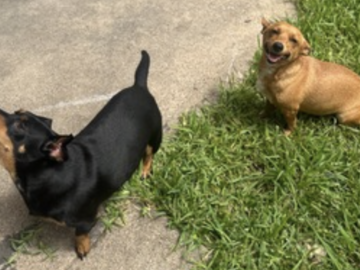   : Coco and Puffs