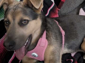   : Roxy