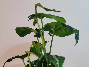 Vente: Syngonium podophyllum