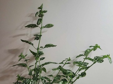 Vente: Plante aux Ephélides - En fleurs
