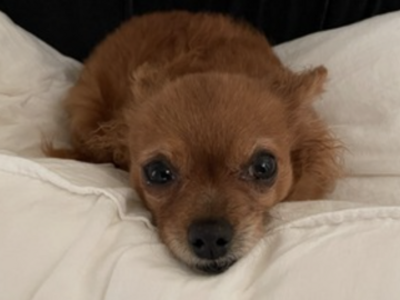   : Ruby