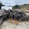 Selling: Doug Fir Fire salvage logs