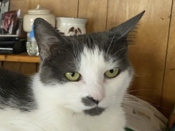   : Spaz