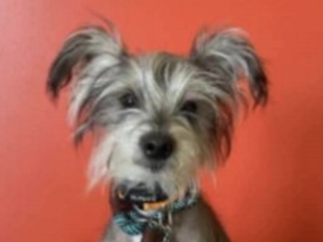   : Gremlin
