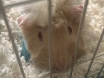   : Celeste