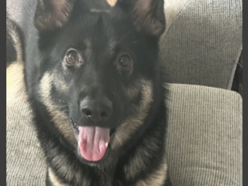  : Nova 