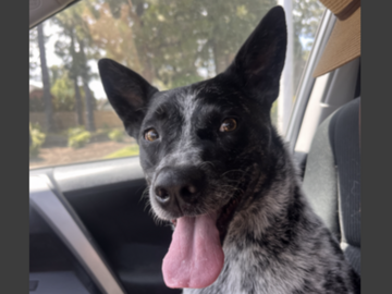   : Juniper