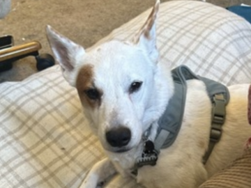   : Wishbone