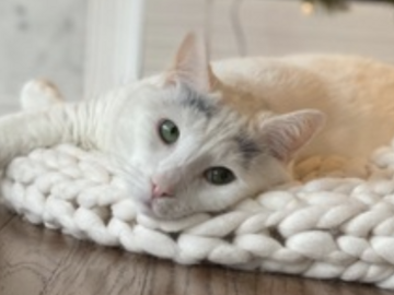   : Muffin