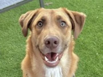   : Kona