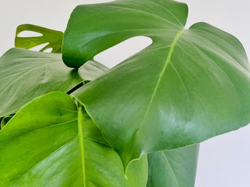 Vente: Monstera deliciosa 