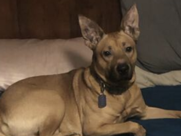   : Dozer