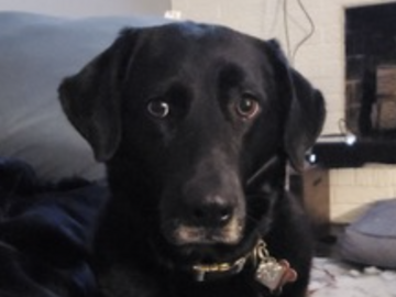   : Piper