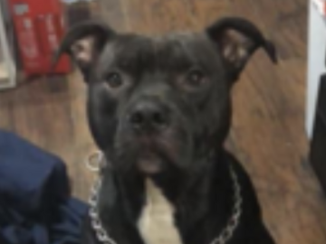   : Louis Vuitton 