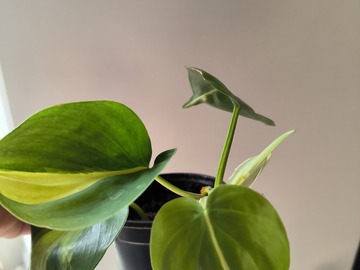Vente: Philodendron Scandens