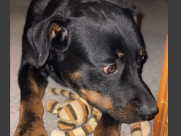   : Cobi