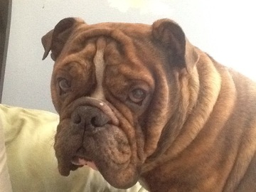   : Ollie