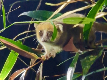Multi-day Packages: 6-Day Andasibe Adventure: Lemurs and Rainforests