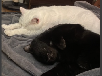   : Felix and Fancy 